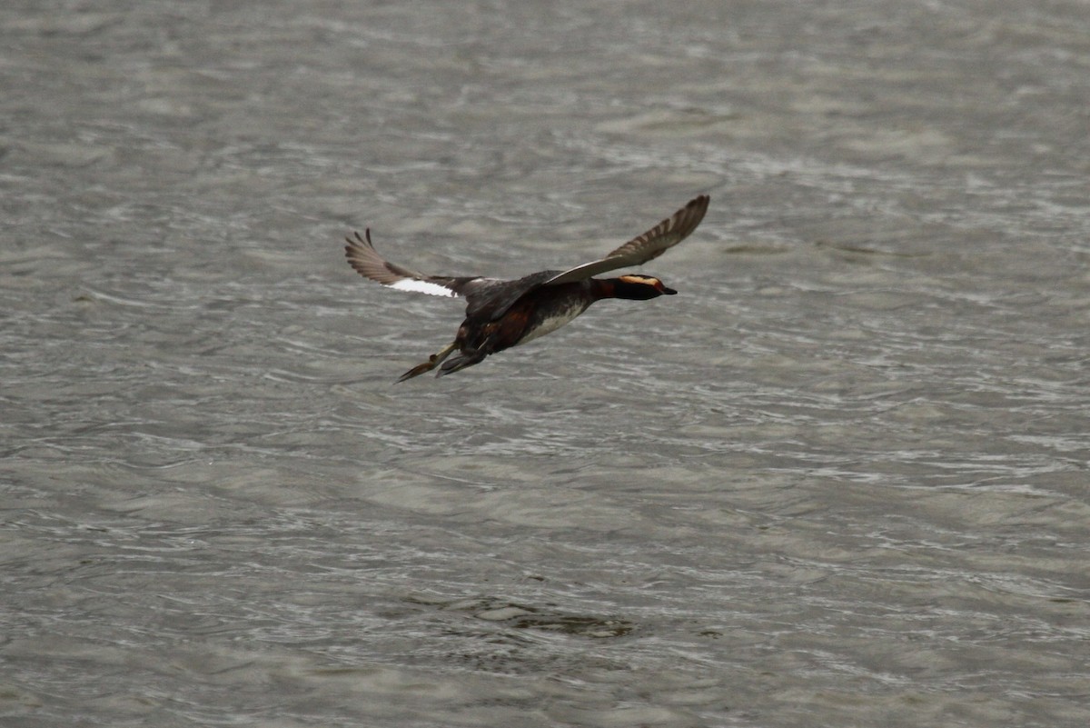 Horned Grebe - Geoffrey Urwin