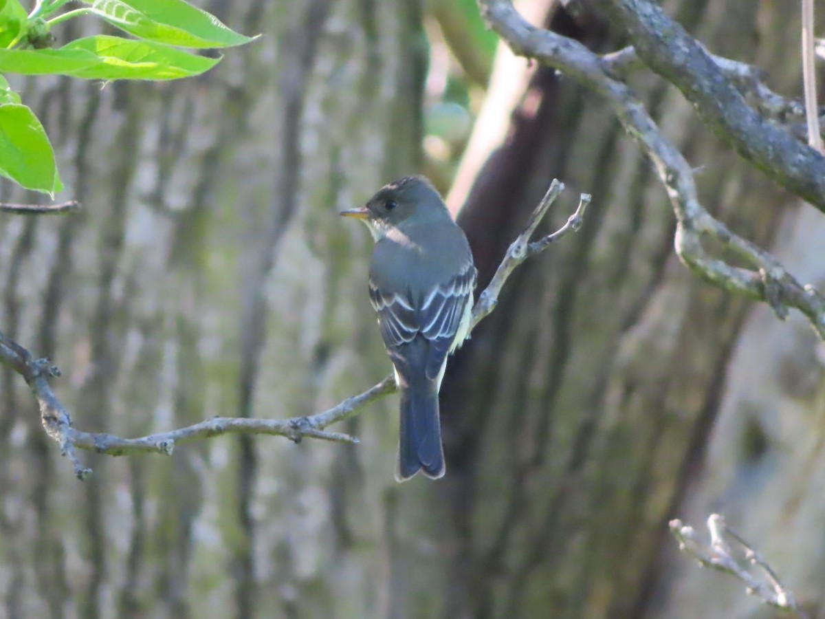 Eastern Wood-Pewee - Michael Stoner