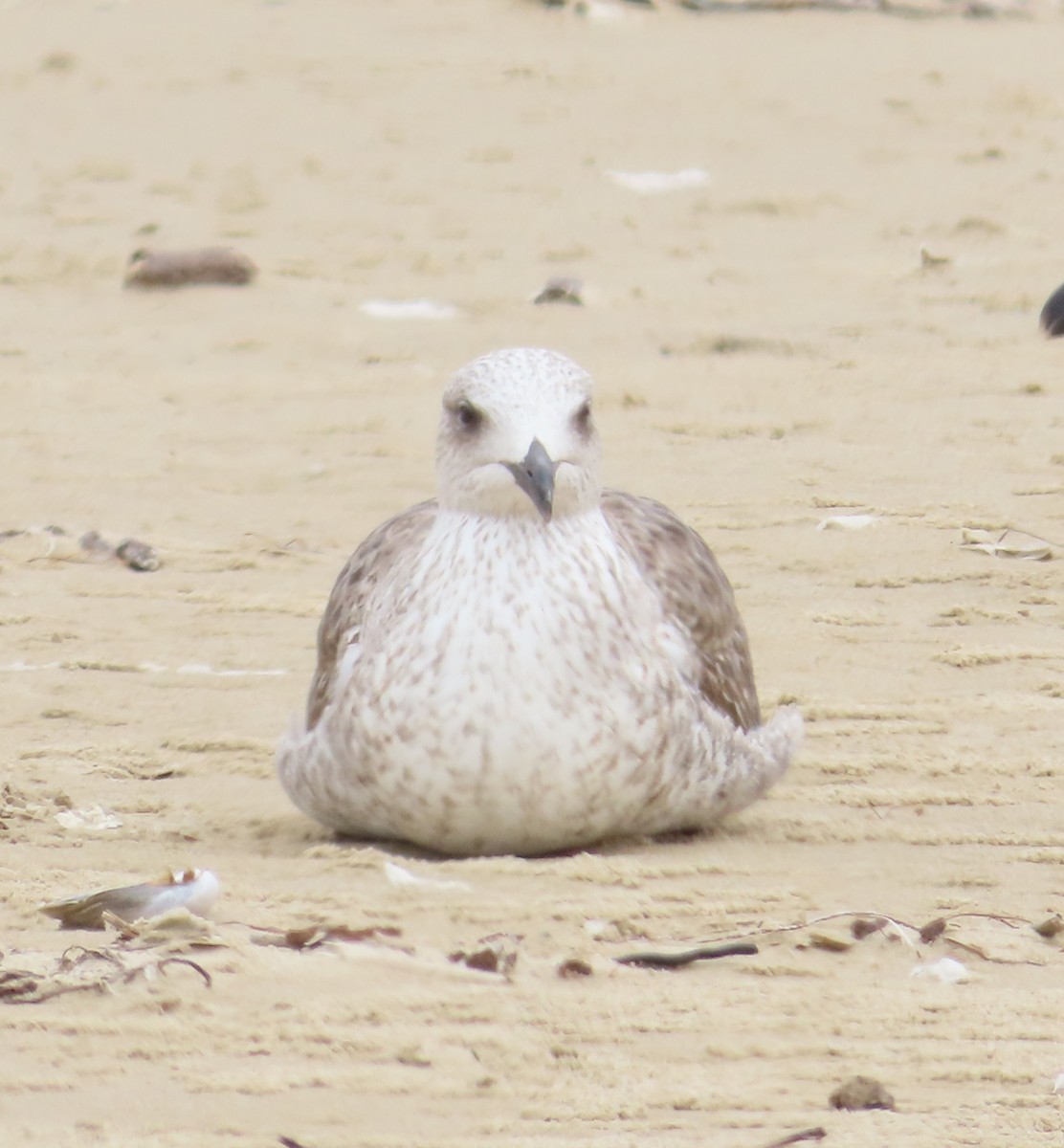Lesser Black-backed Gull - The Spotting Twohees