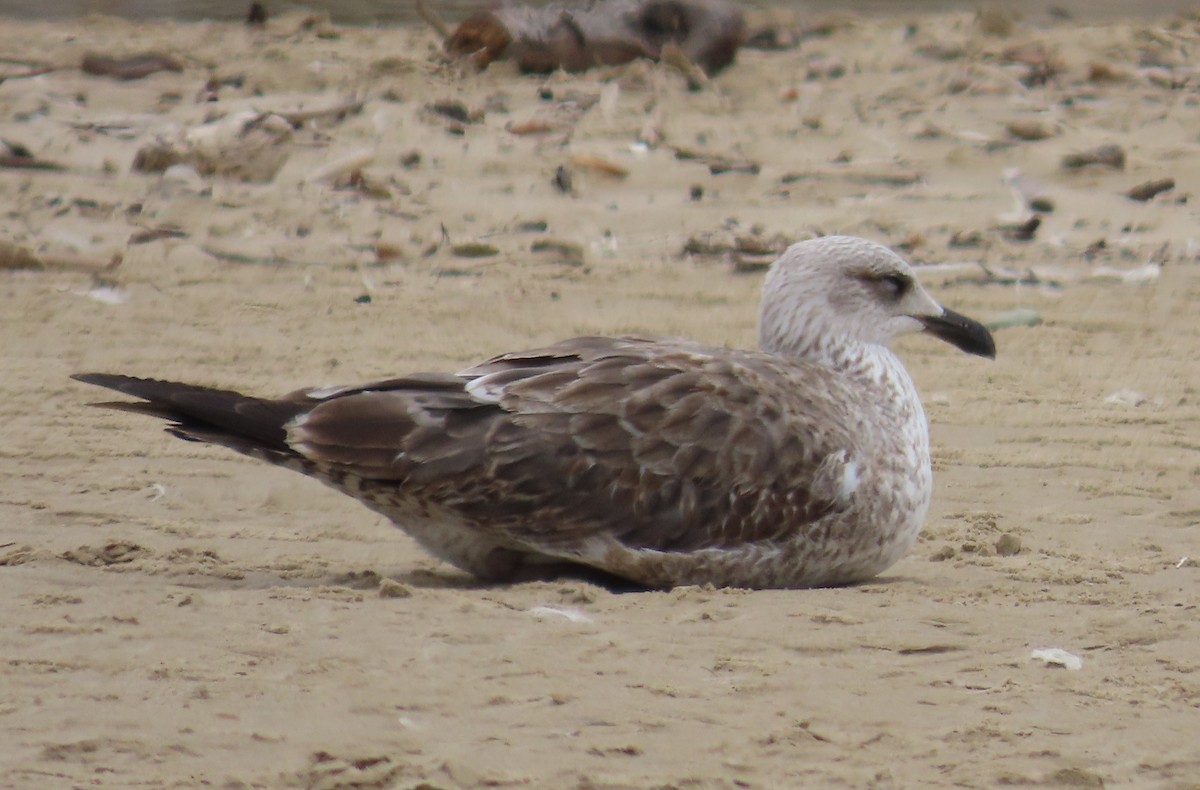 Lesser Black-backed Gull - Anonymous