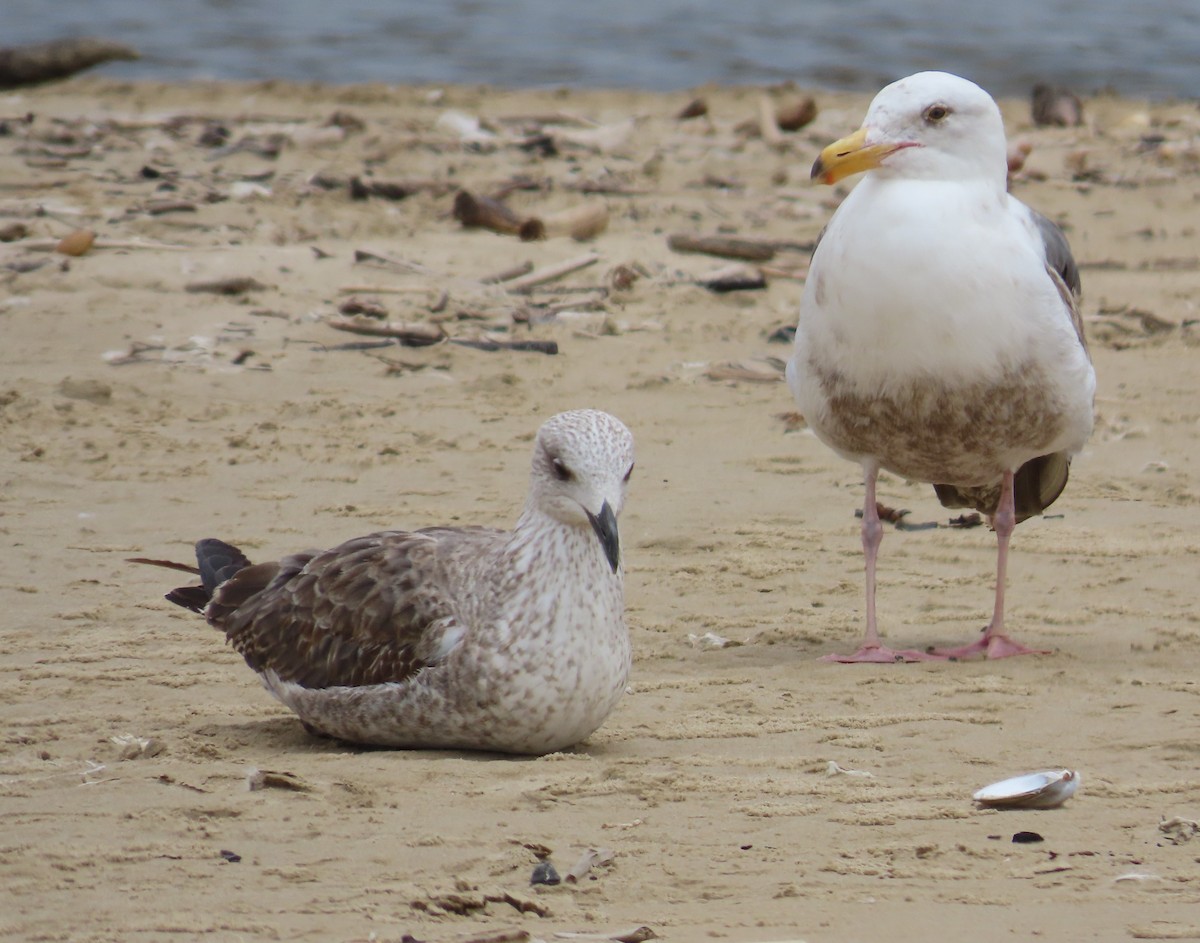 Lesser Black-backed Gull - Anonymous