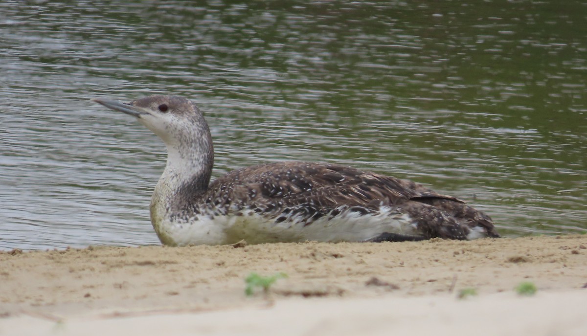 Red-throated Loon - The Spotting Twohees