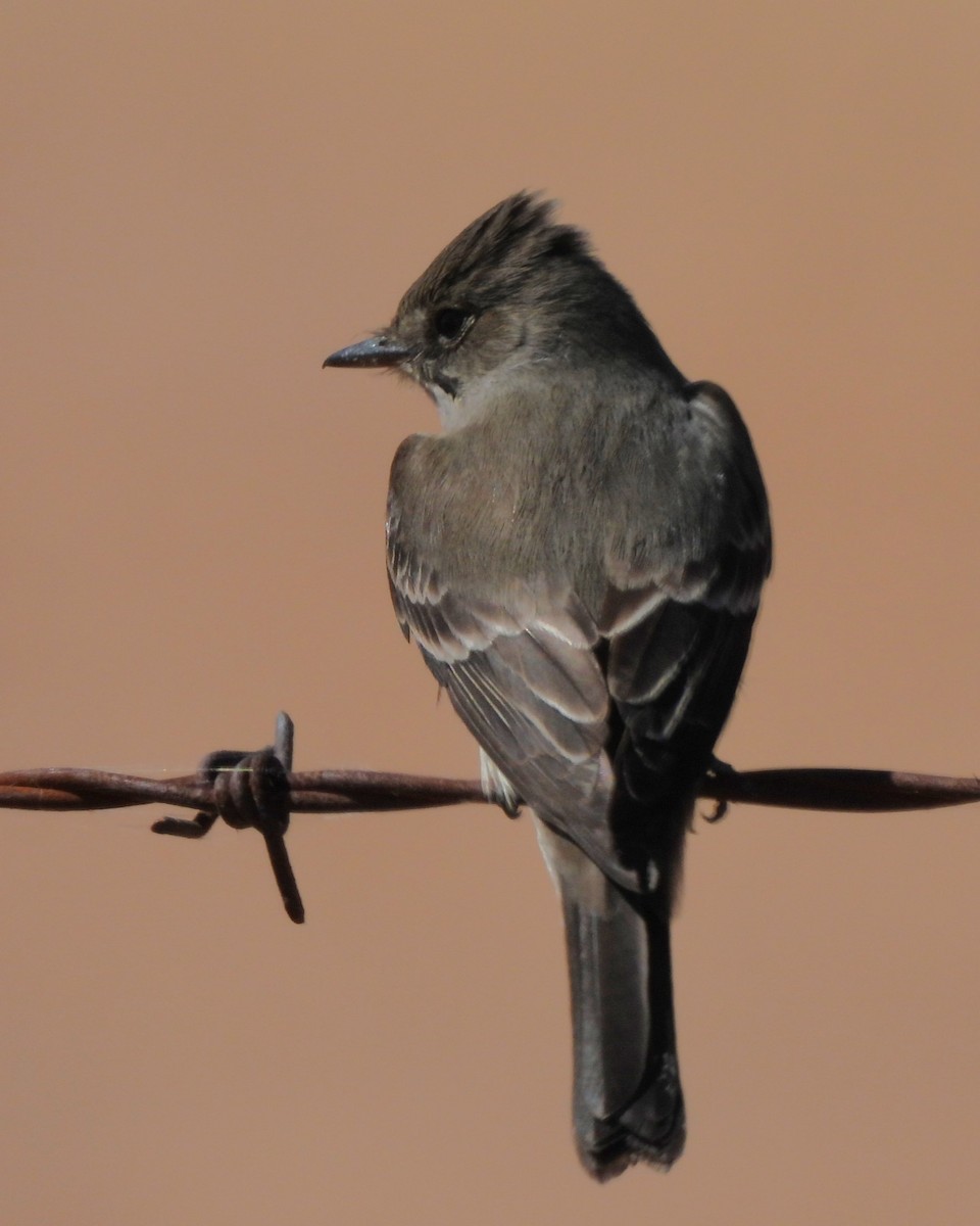 Western Wood-Pewee - Michael I Christie