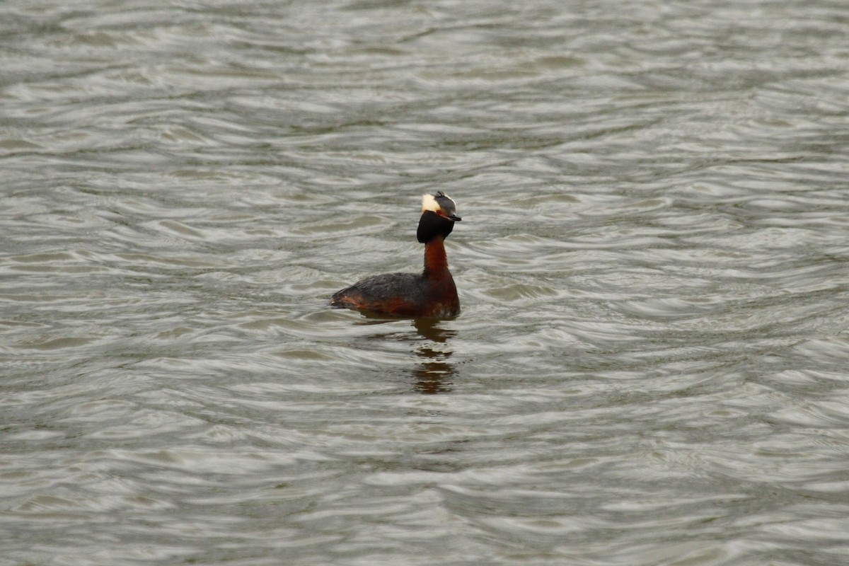 Horned Grebe - Geoffrey Urwin