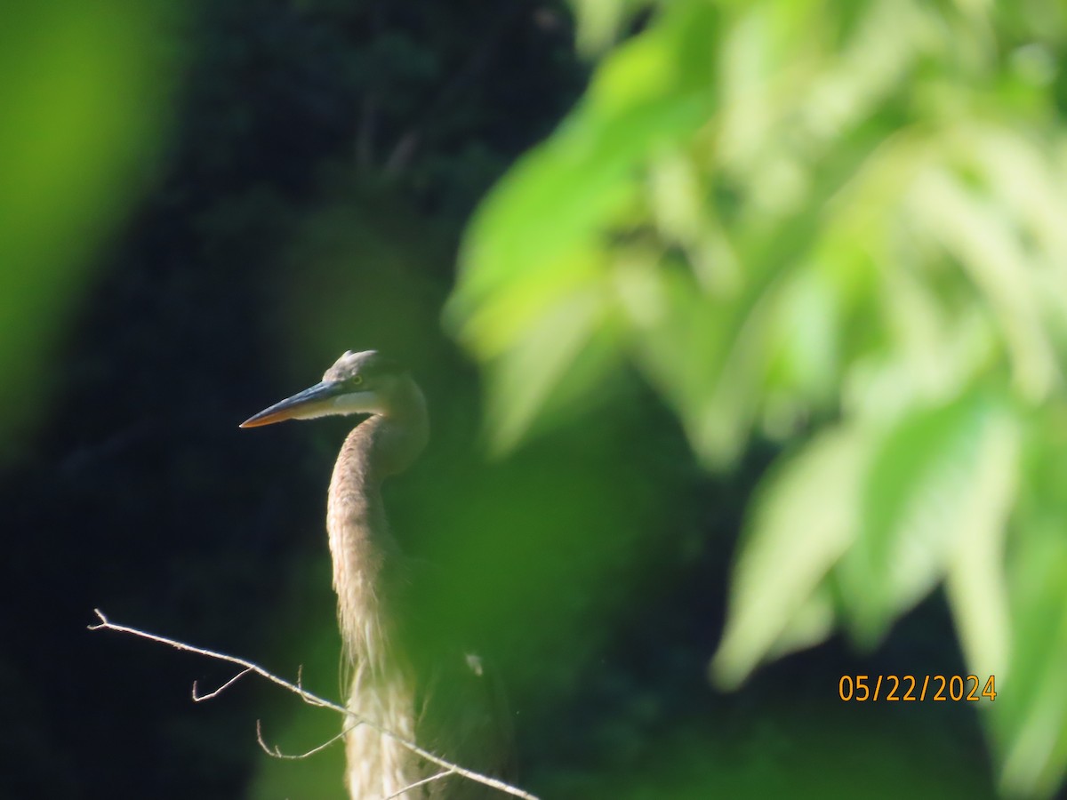 Great Blue Heron - Penelope Reighart