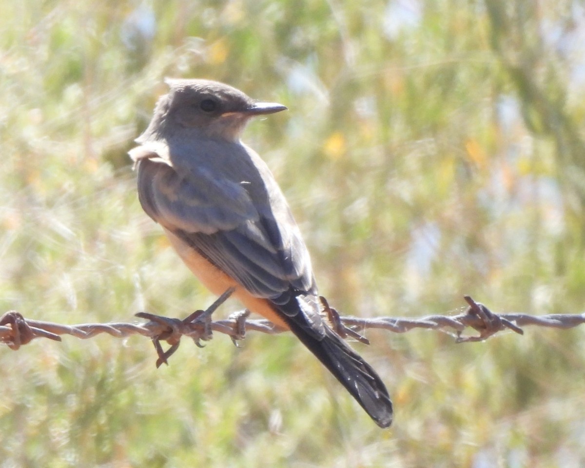 Say's Phoebe - Michael I Christie