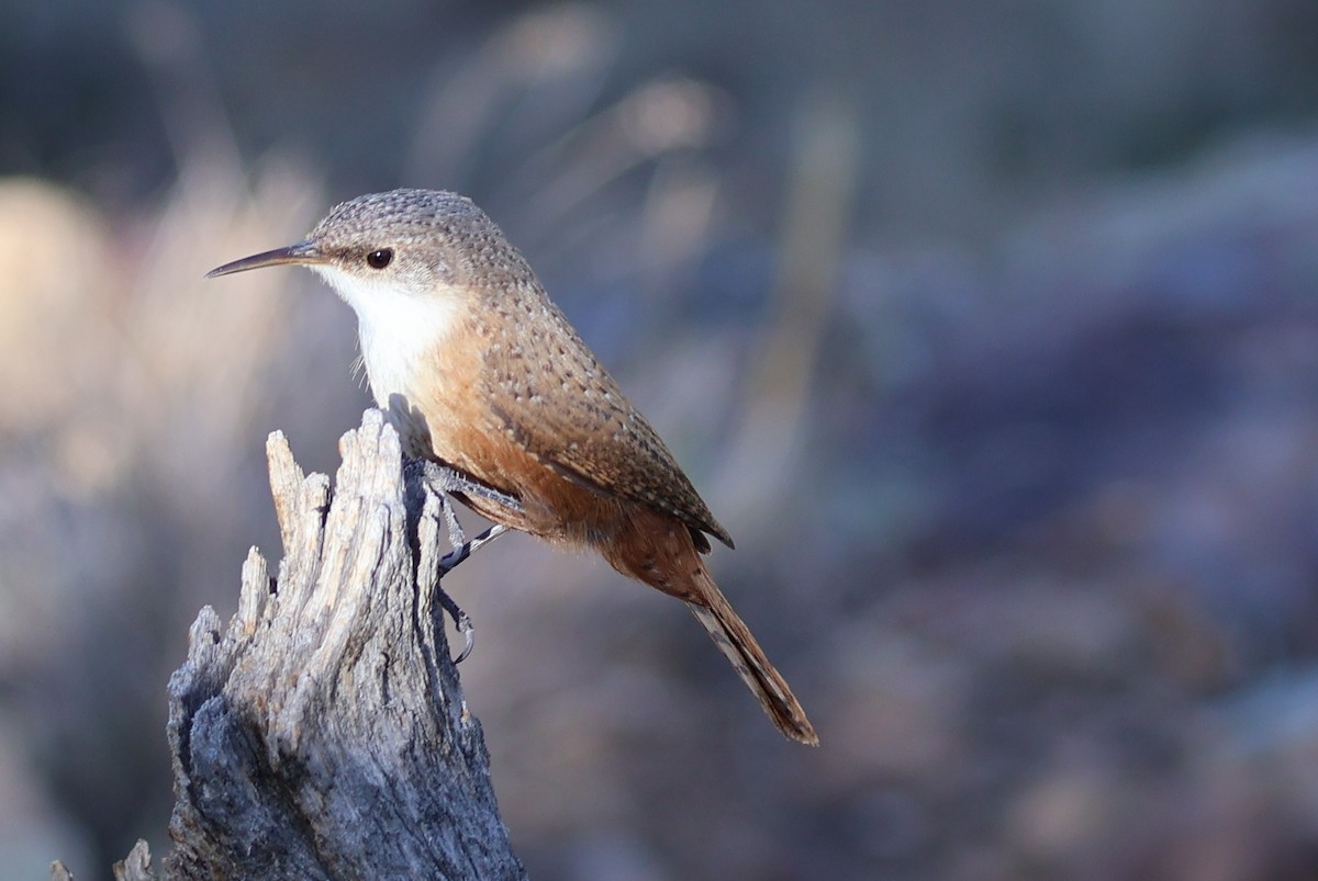 Canyon Wren - Scott Shaum