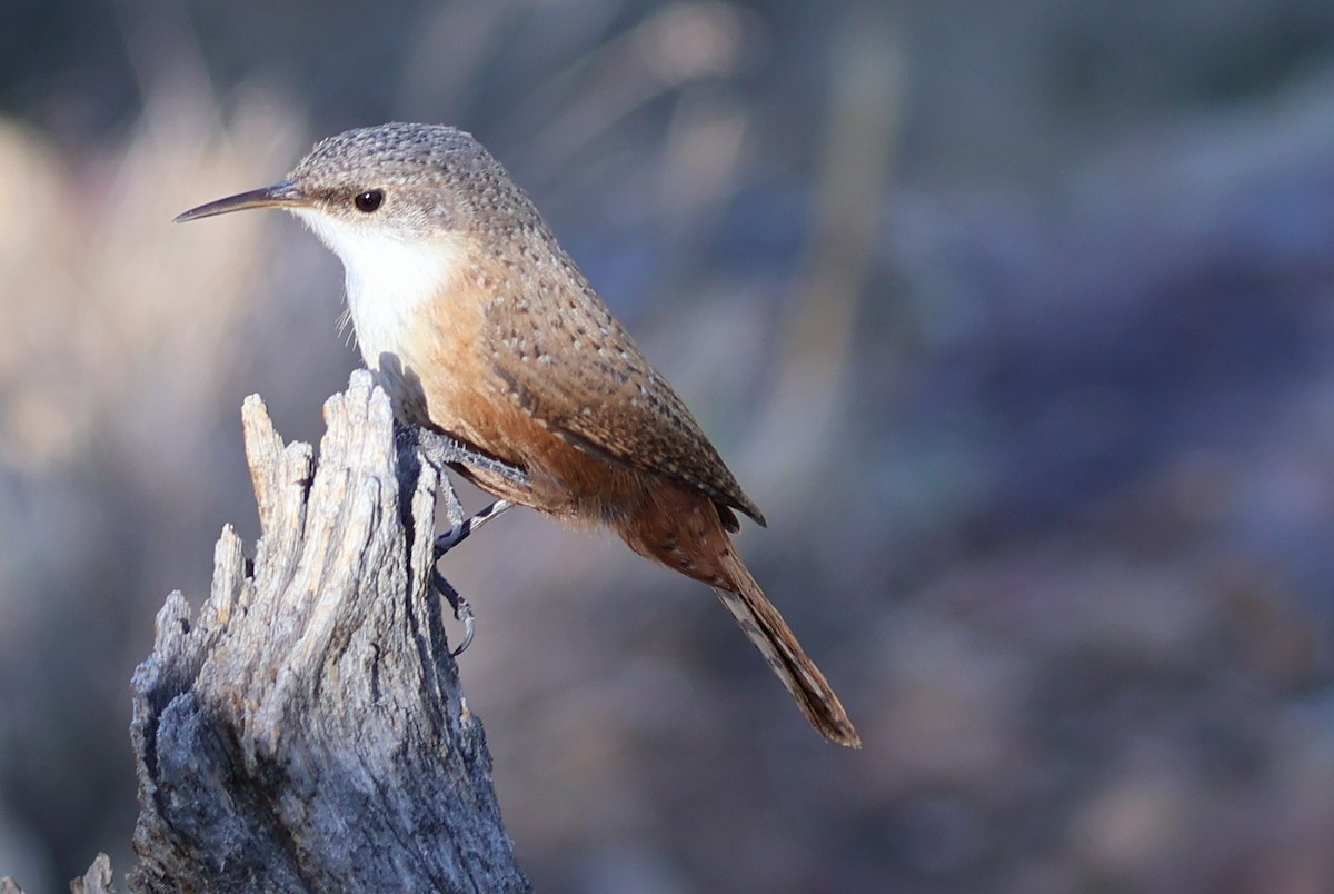 Canyon Wren - Scott Shaum