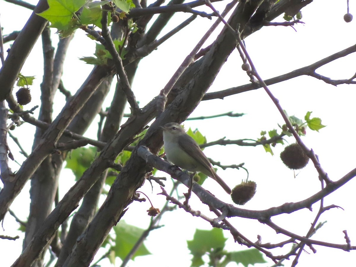 Warbling Vireo - Michael Stoner