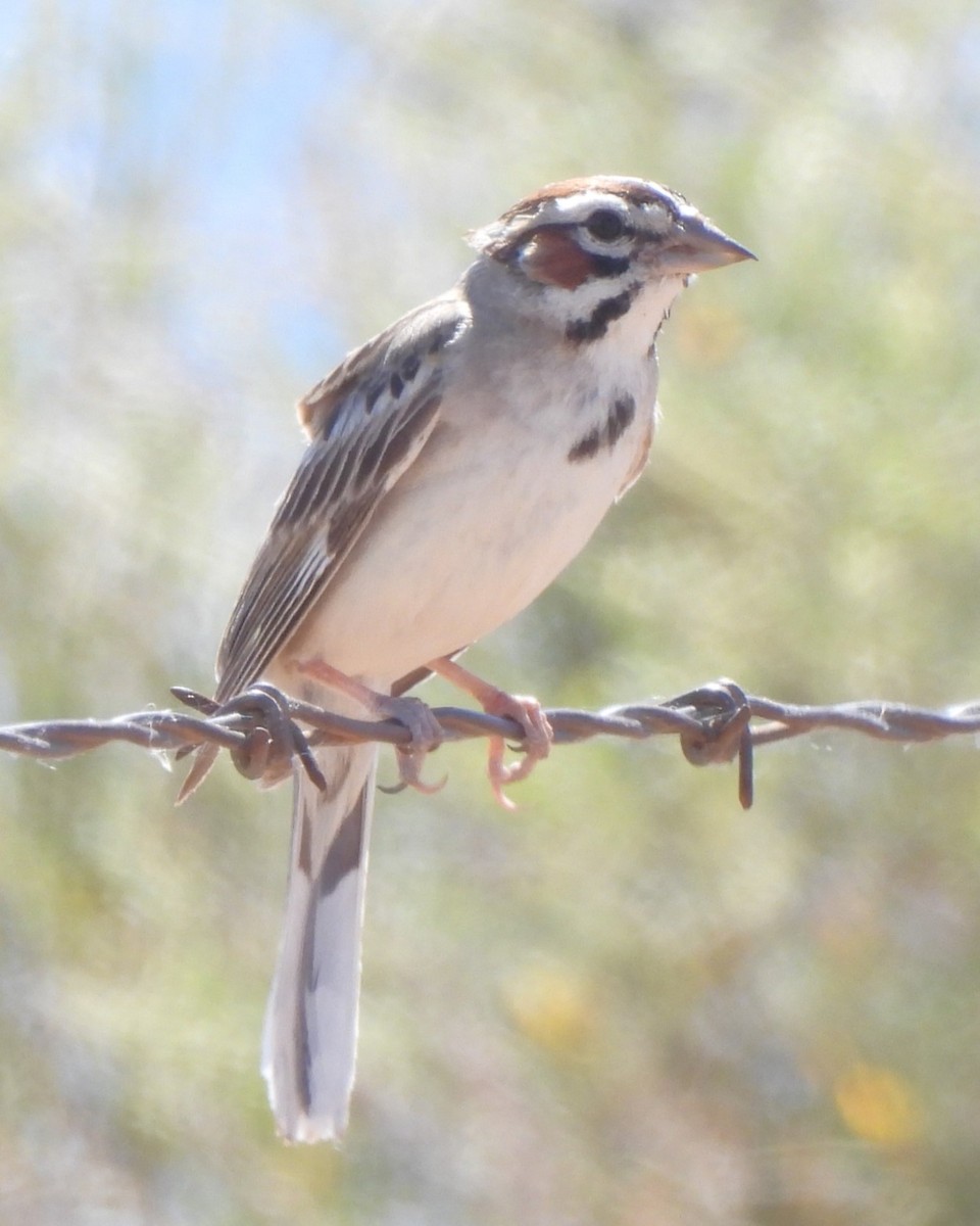 Lark Sparrow - Michael I Christie