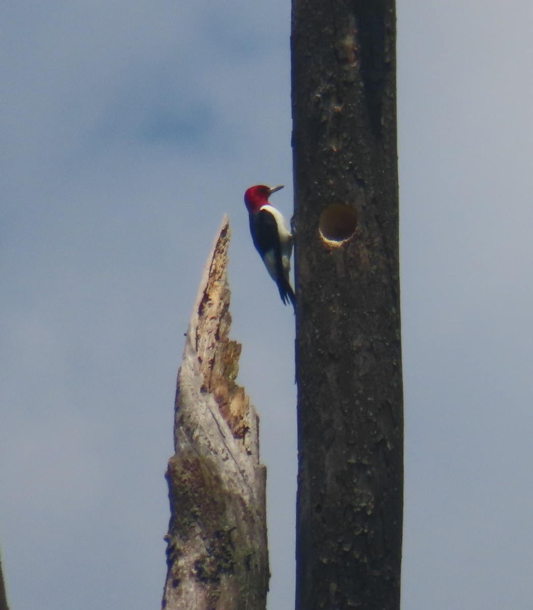 Red-headed Woodpecker - David and  Dorothy