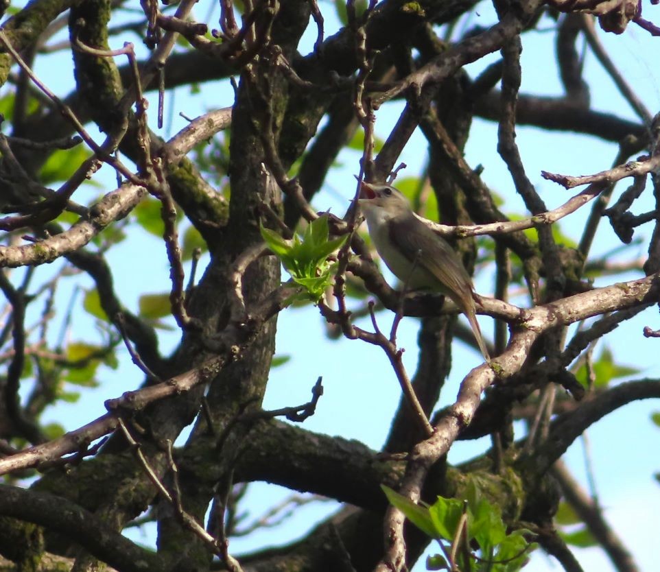 Warbling Vireo - Michael Stoner