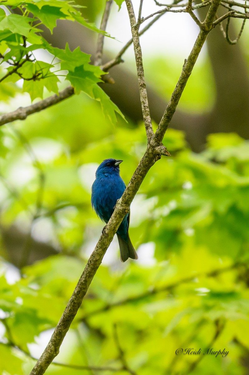 Indigo Bunting - Heidi Murphy