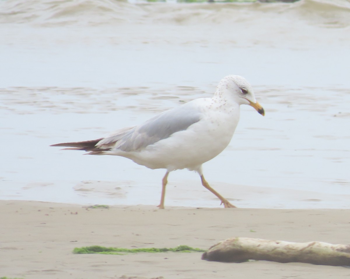 Ring-billed Gull - The Spotting Twohees