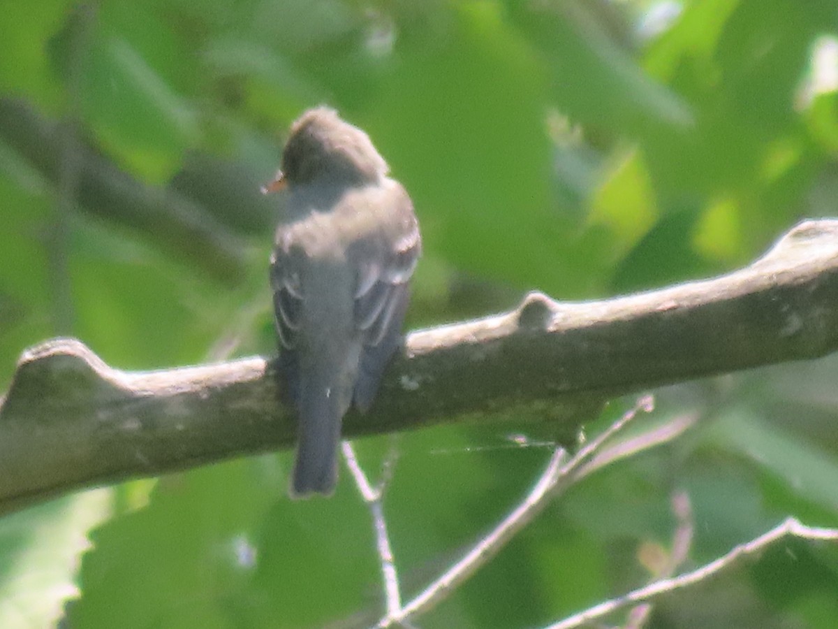 Eastern Wood-Pewee - David and  Dorothy