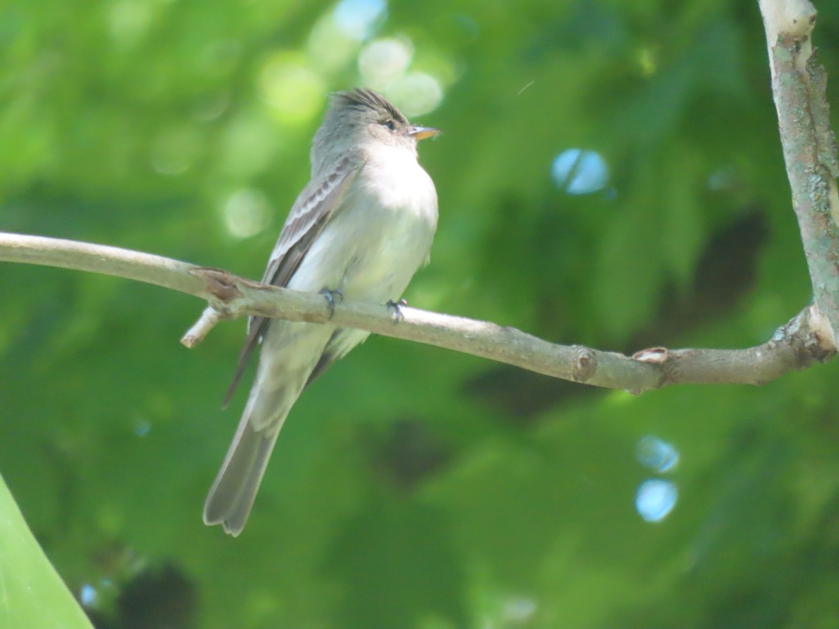 Eastern Wood-Pewee - David and  Dorothy