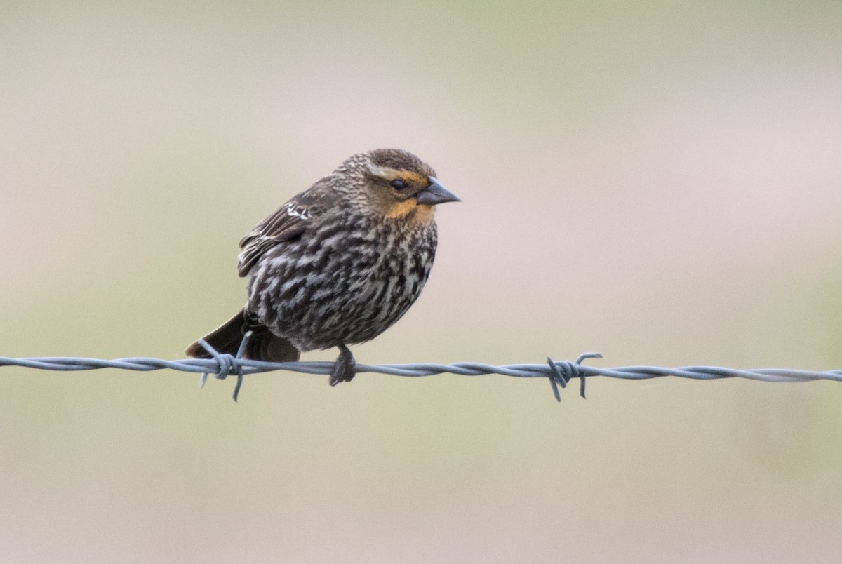 Red-winged Blackbird - ML619462586