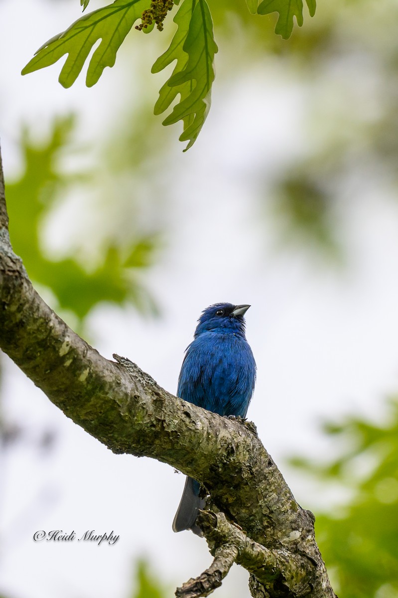 Indigo Bunting - Heidi Murphy