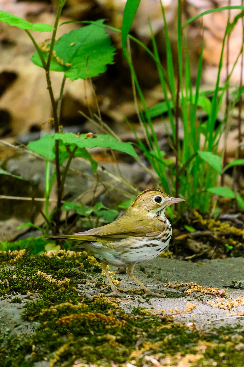 Ovenbird - Heidi Murphy