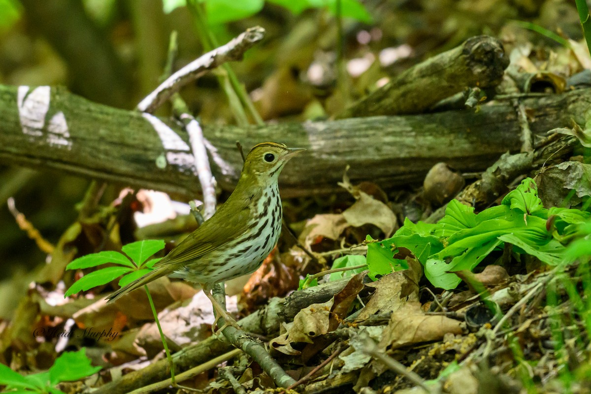 Ovenbird - Heidi Murphy