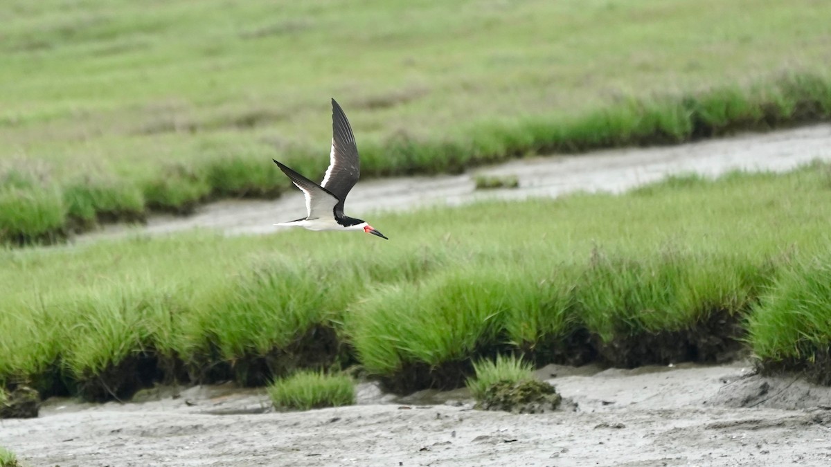 Black Skimmer - Indira Thirkannad