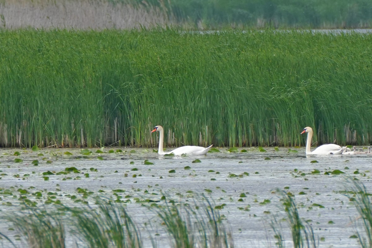 Mute Swan - Maneesh Rajvanshi