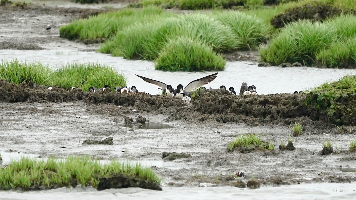 Black Skimmer - Indira Thirkannad