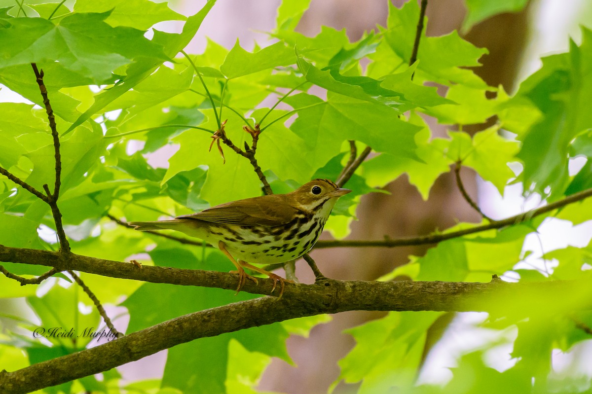 Ovenbird - Heidi Murphy