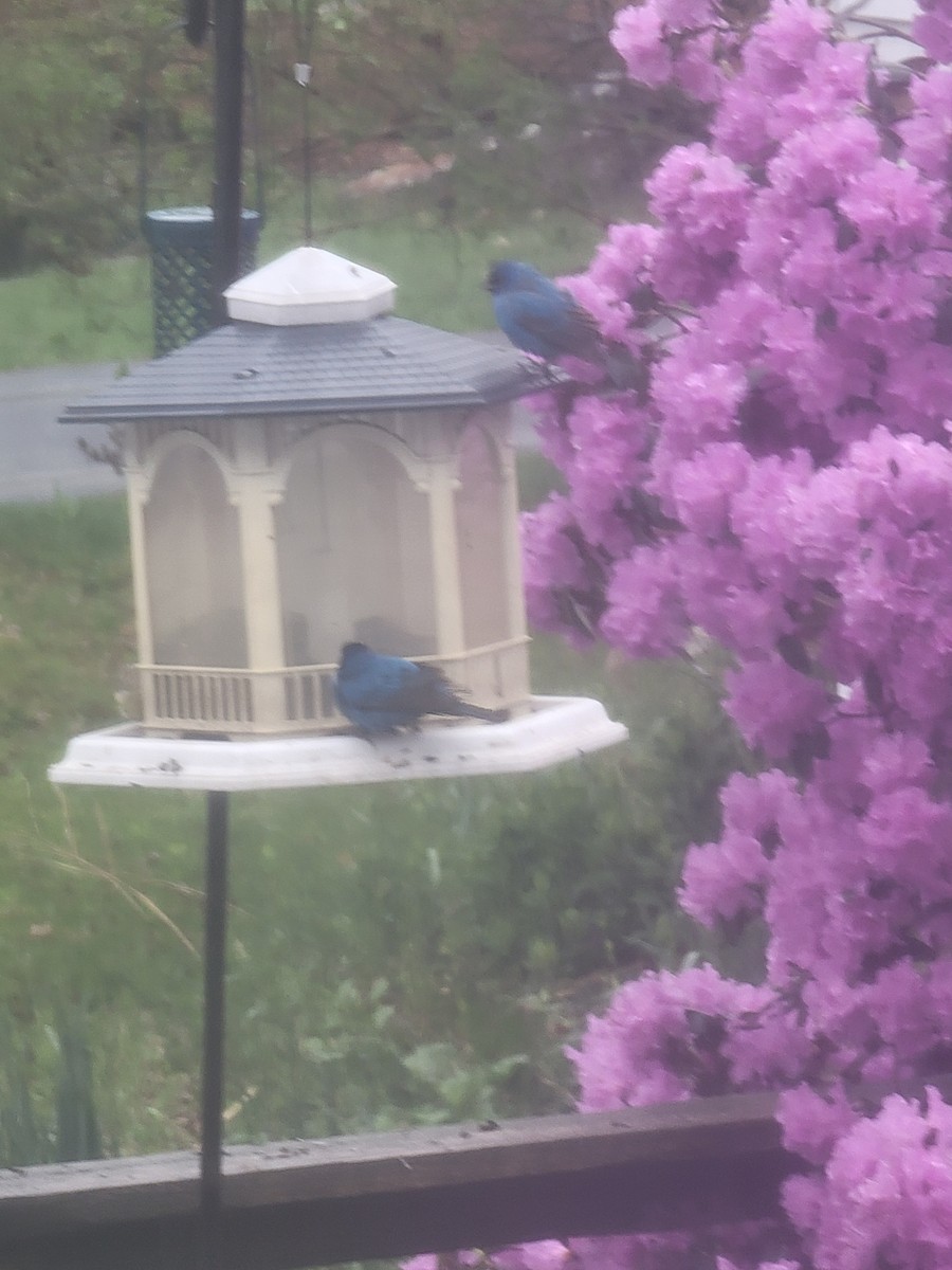 Indigo Bunting - Lyndsey Cote