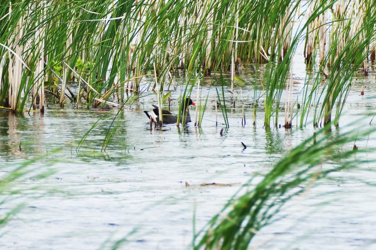 Common Gallinule - Maneesh Rajvanshi