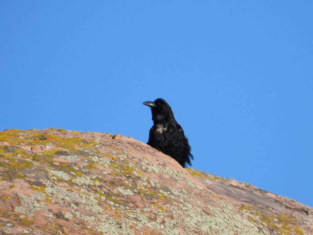 Common Raven - patricia kuzma sell