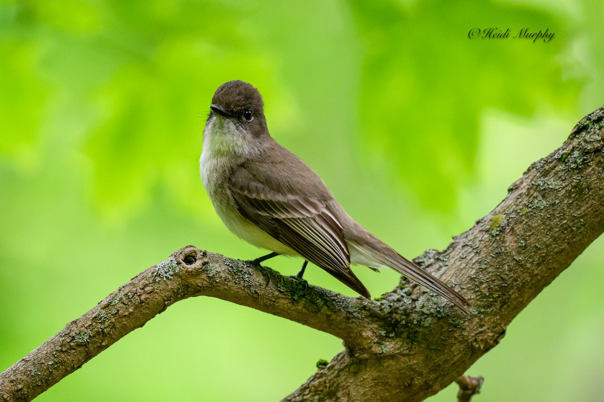 Eastern Phoebe - Heidi Murphy