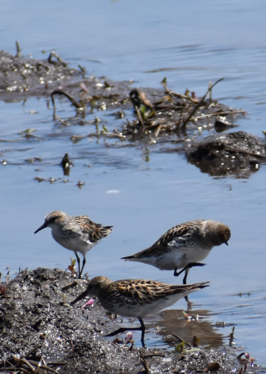 White-rumped Sandpiper - Michael Wilson