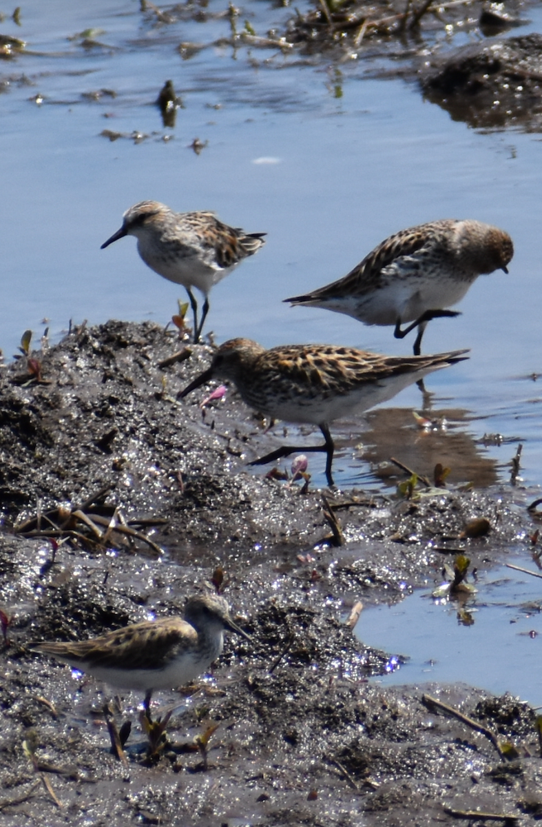 White-rumped Sandpiper - Michael Wilson