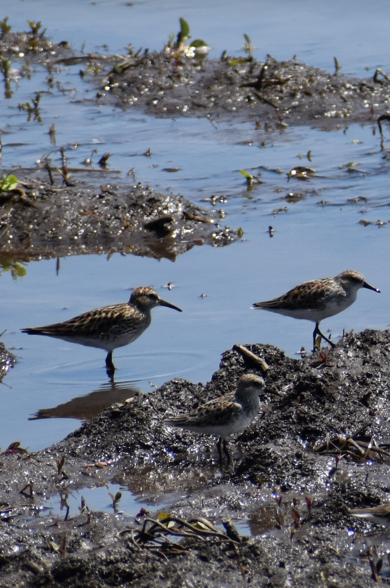 White-rumped Sandpiper - ML619462671