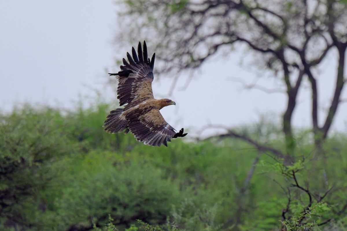 Tawny Eagle - ML619462690