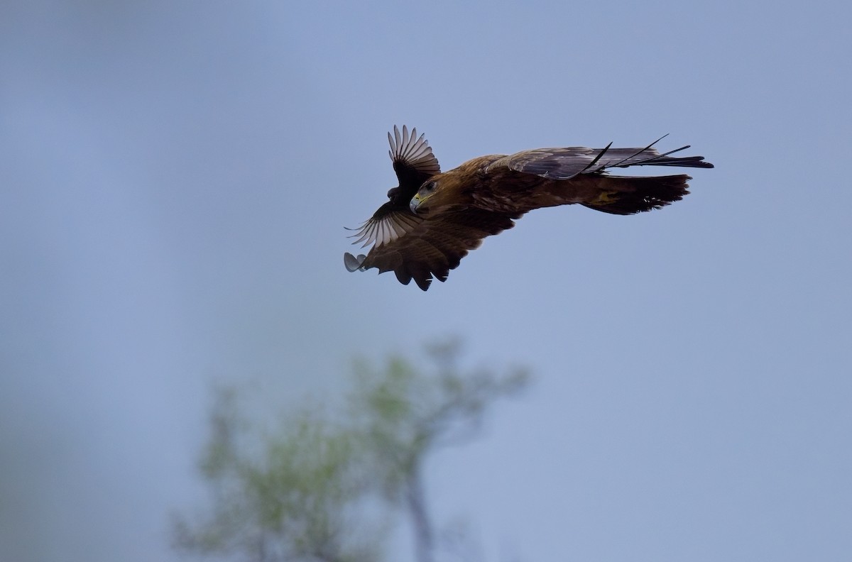 Tawny Eagle - Paul McDonald