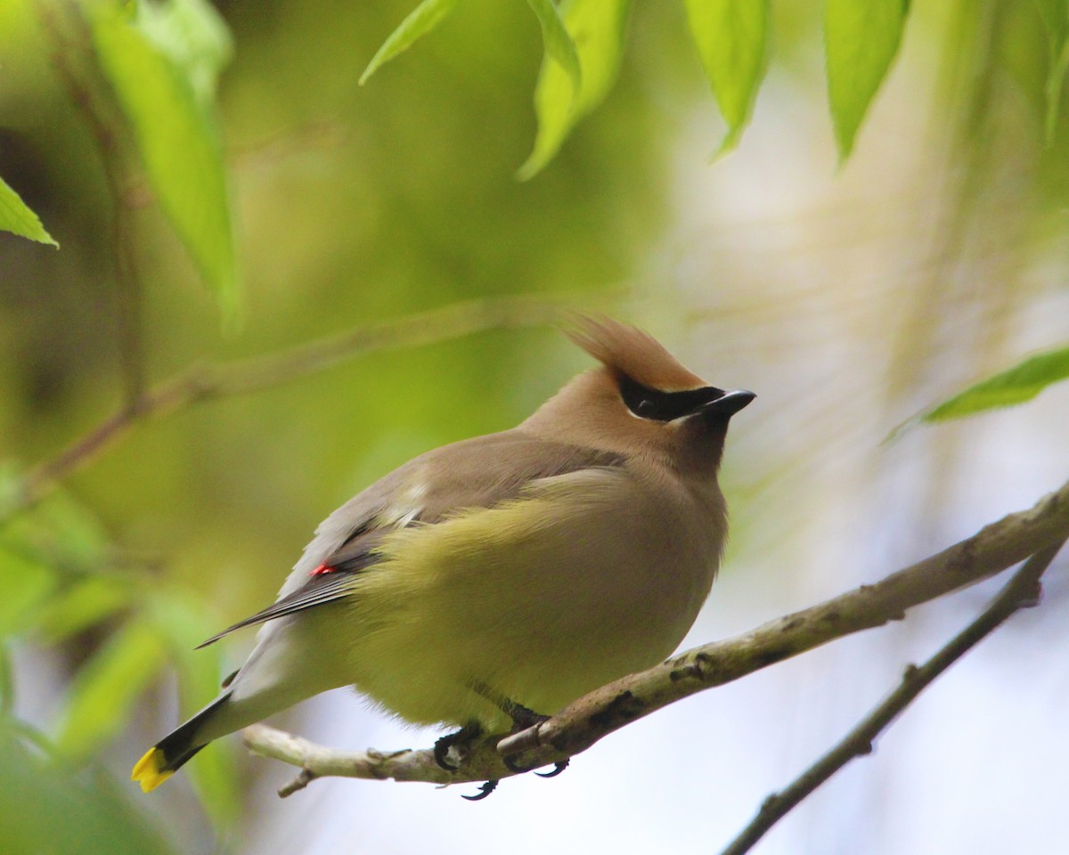 Cedar Waxwing - ML619462706