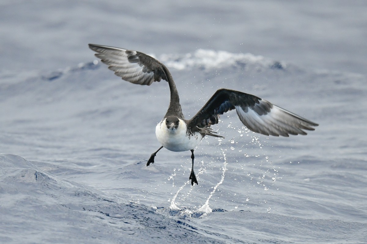 Pomarine Jaeger - Kate Sutherland