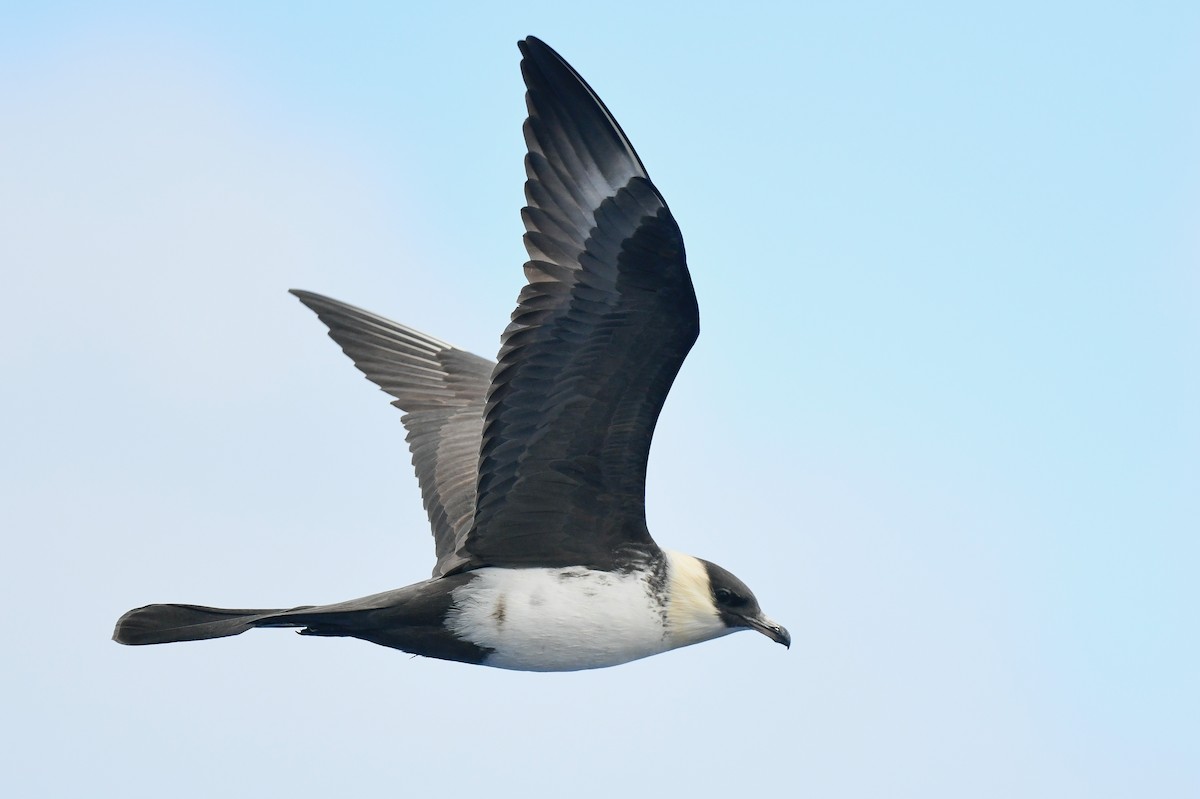 Pomarine Jaeger - Kate Sutherland