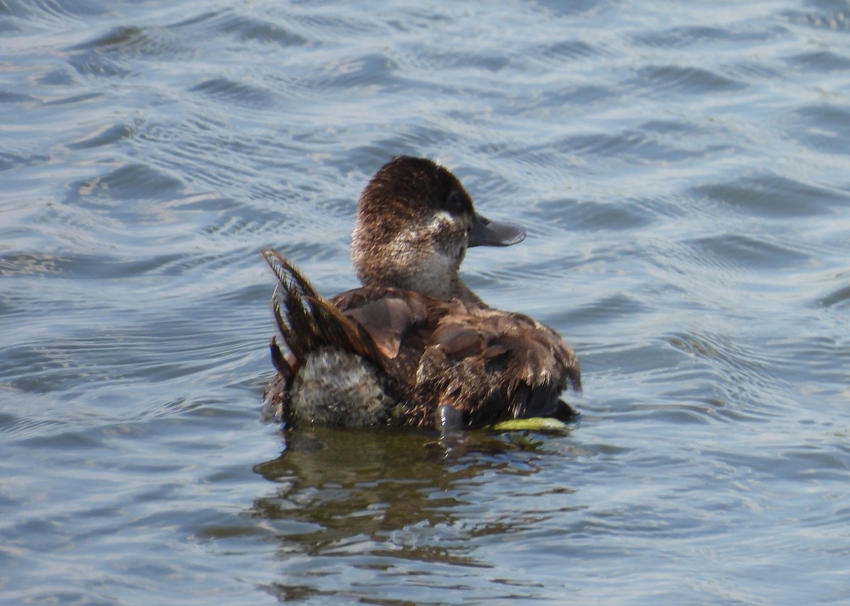 Ruddy Duck - Kathy Springer