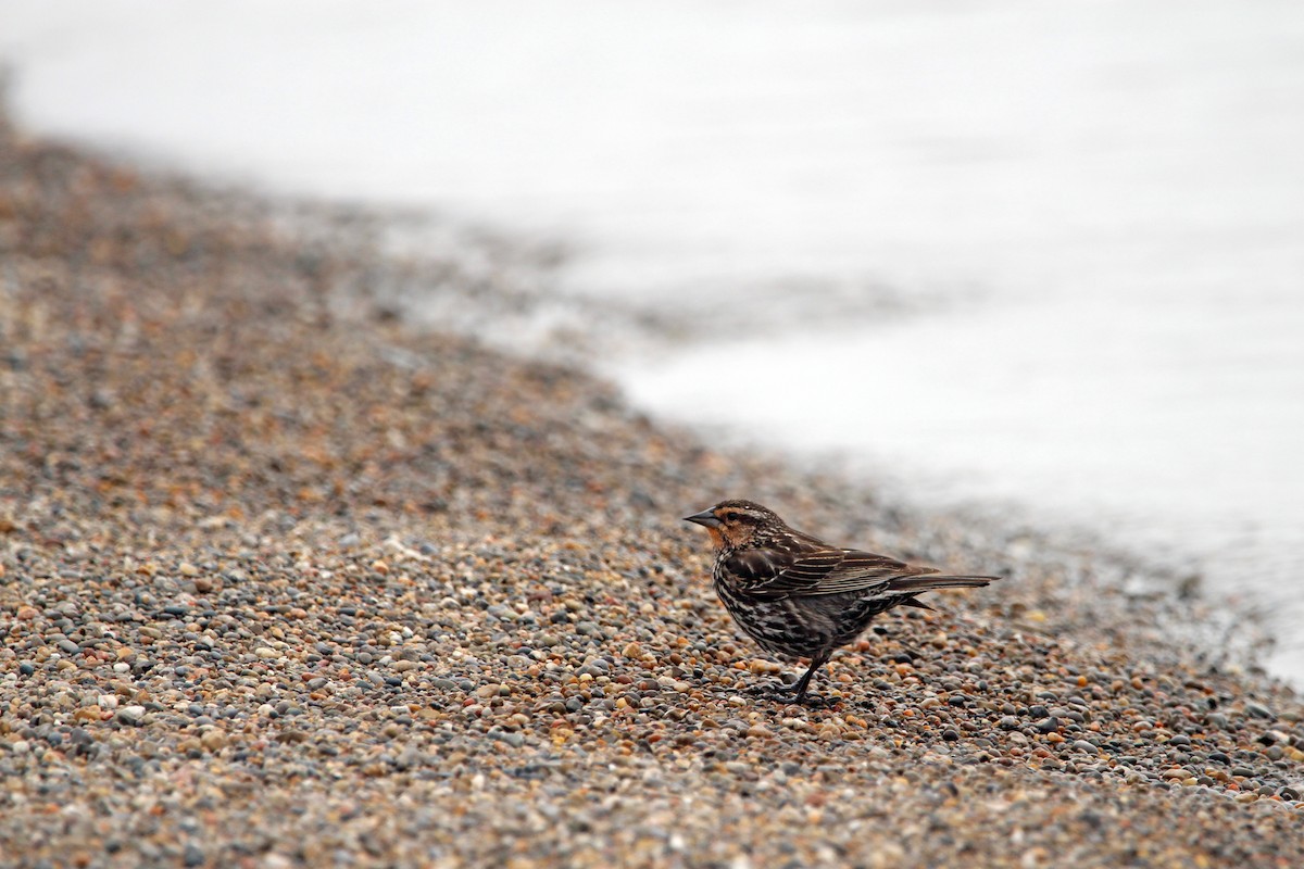 Red-winged Blackbird - ML619462722