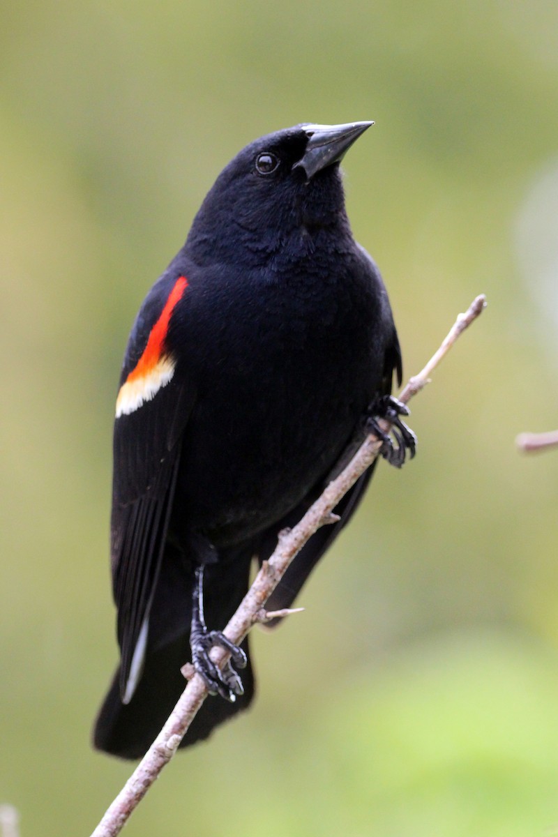 Red-winged Blackbird - ML619462724