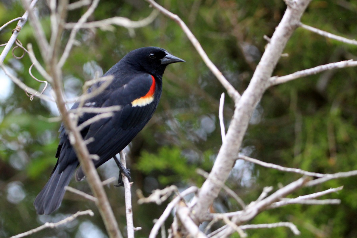 Red-winged Blackbird - ML619462725