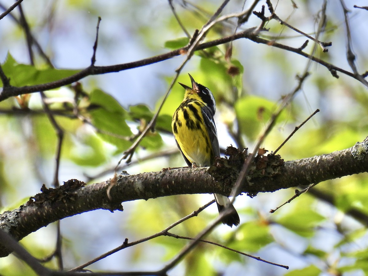 Magnolia Warbler - Jeanne Tucker