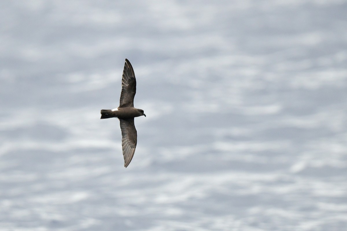 Band-rumped Storm-Petrel - Kate Sutherland