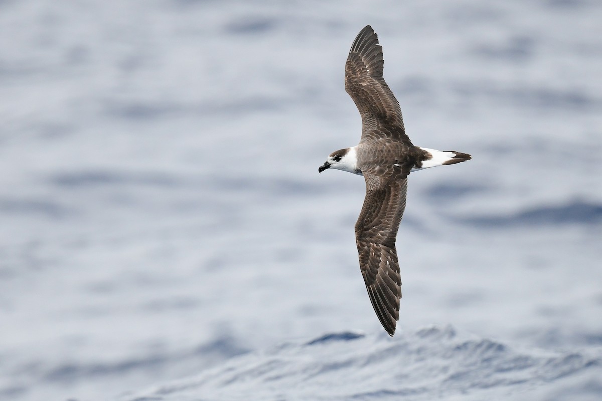 Black-capped Petrel - Kate Sutherland