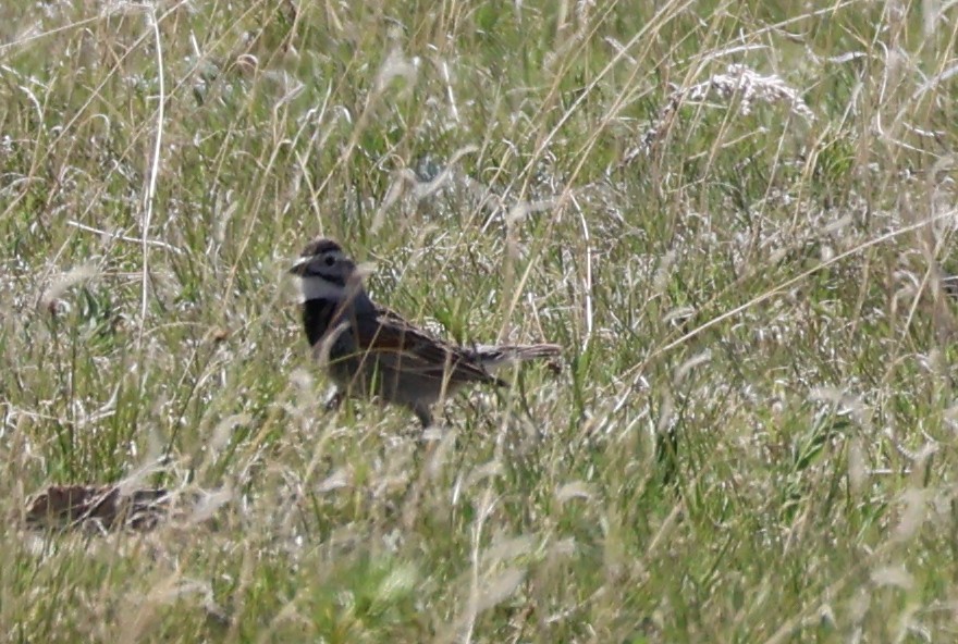 Thick-billed Longspur - Scott Shaum