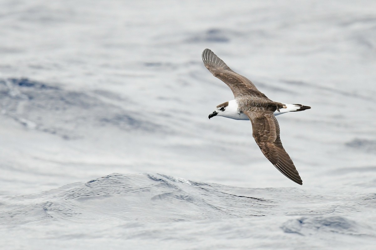 Black-capped Petrel (White-faced) - Kate Sutherland