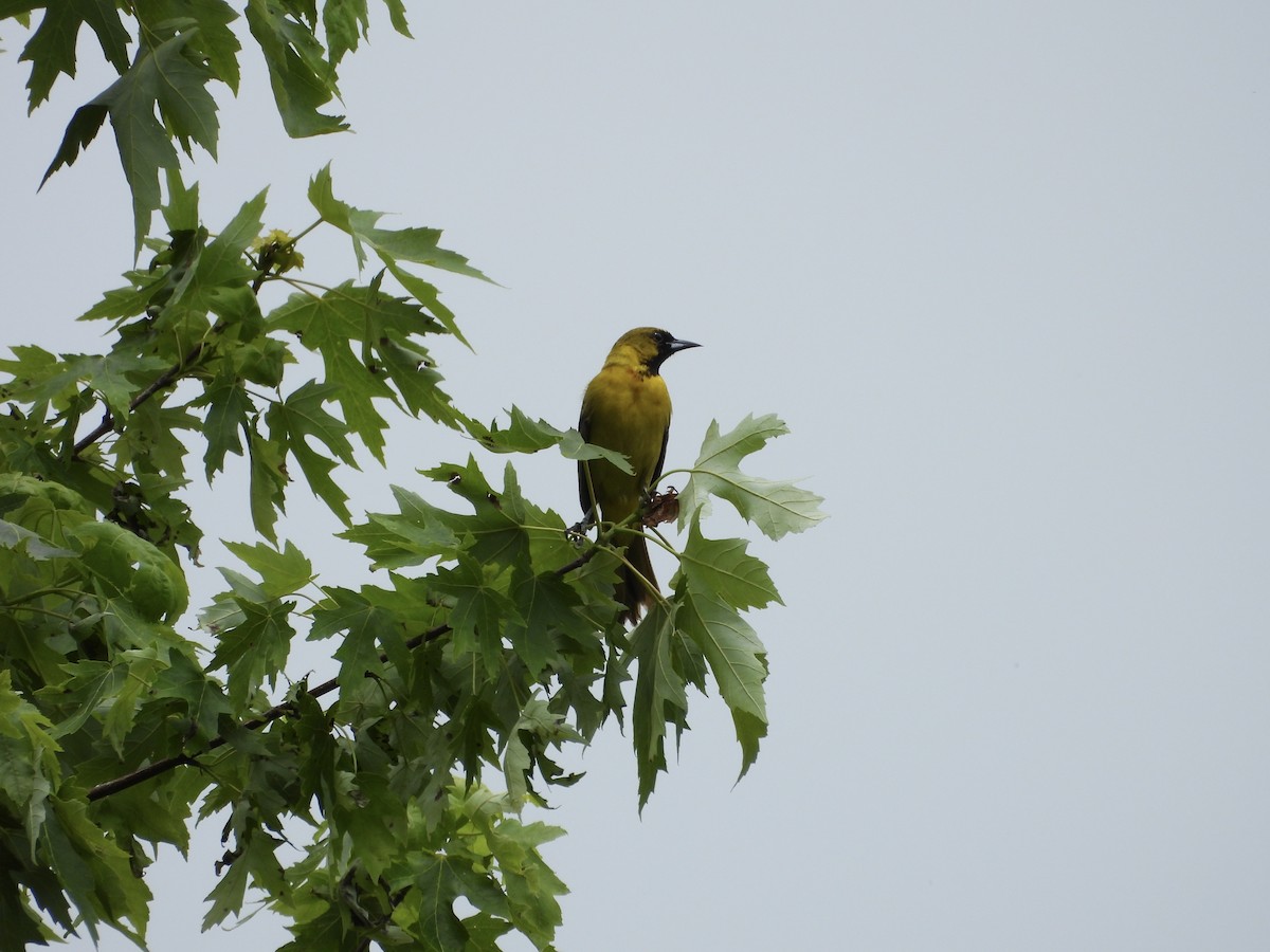 Orchard Oriole - Leann Henderson